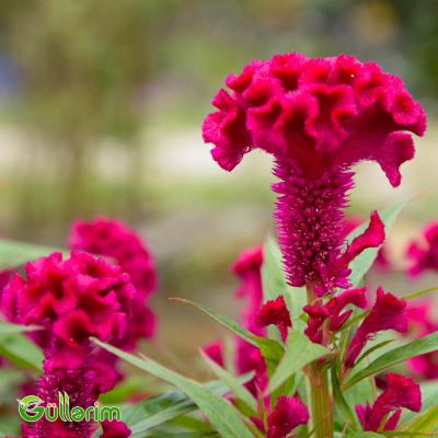 Xoruz pipiyi - (Celosia cristata)