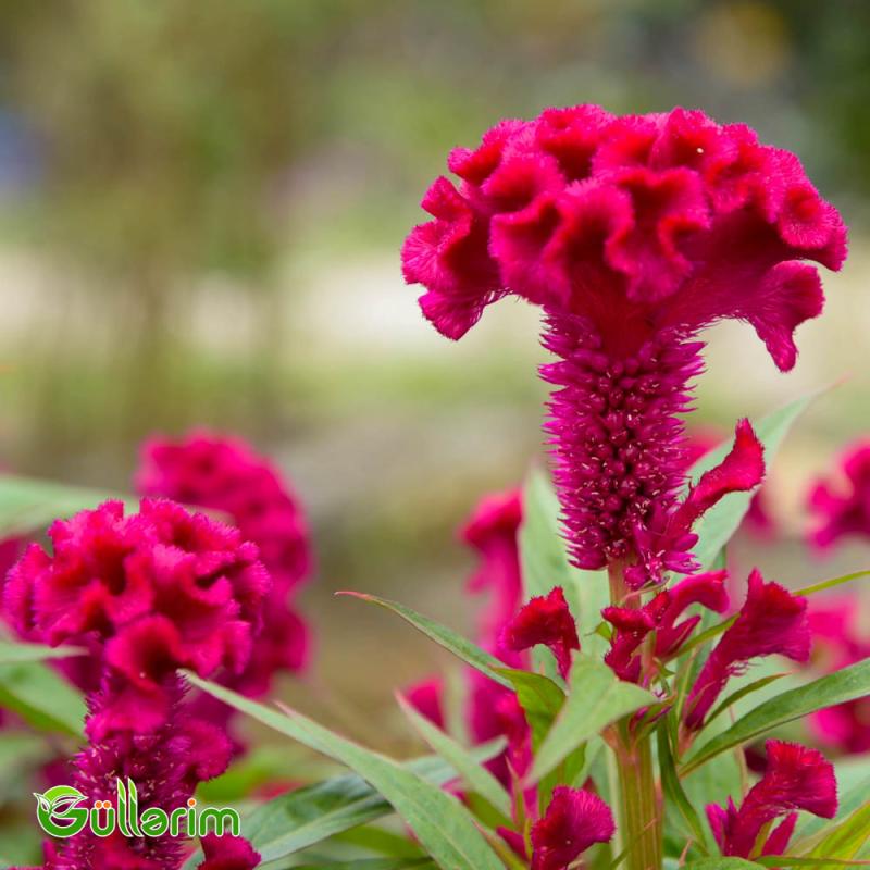Xoruz pipiyi - (Celosia cristata)
