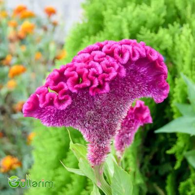 Xoruz pipiyi - (Celosia cristata)