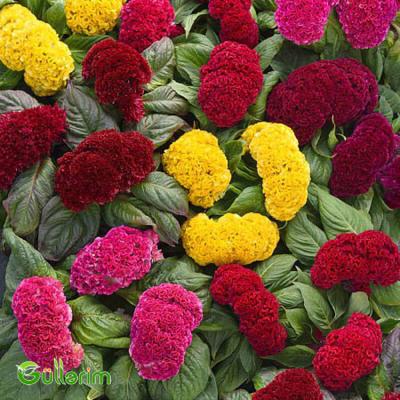 Xoruz pipiyi - (Celosia cristata)