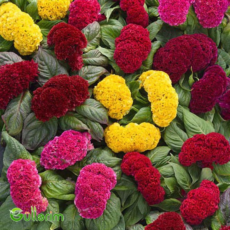 Xoruz pipiyi - (Celosia cristata)