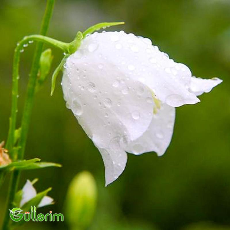 Zəng Gülü - (Campanula)