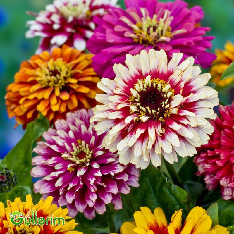 Zinnia (Zinnia elegans)