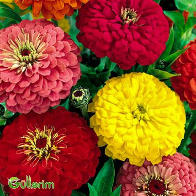 Zinnia (Zinnia elegans)