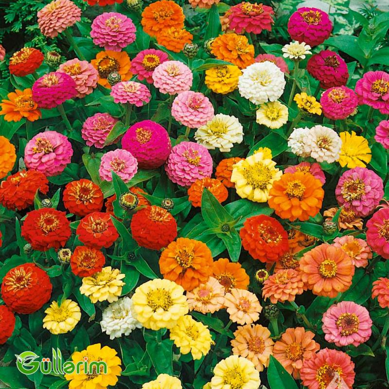 Zinnia (Zinnia elegans)